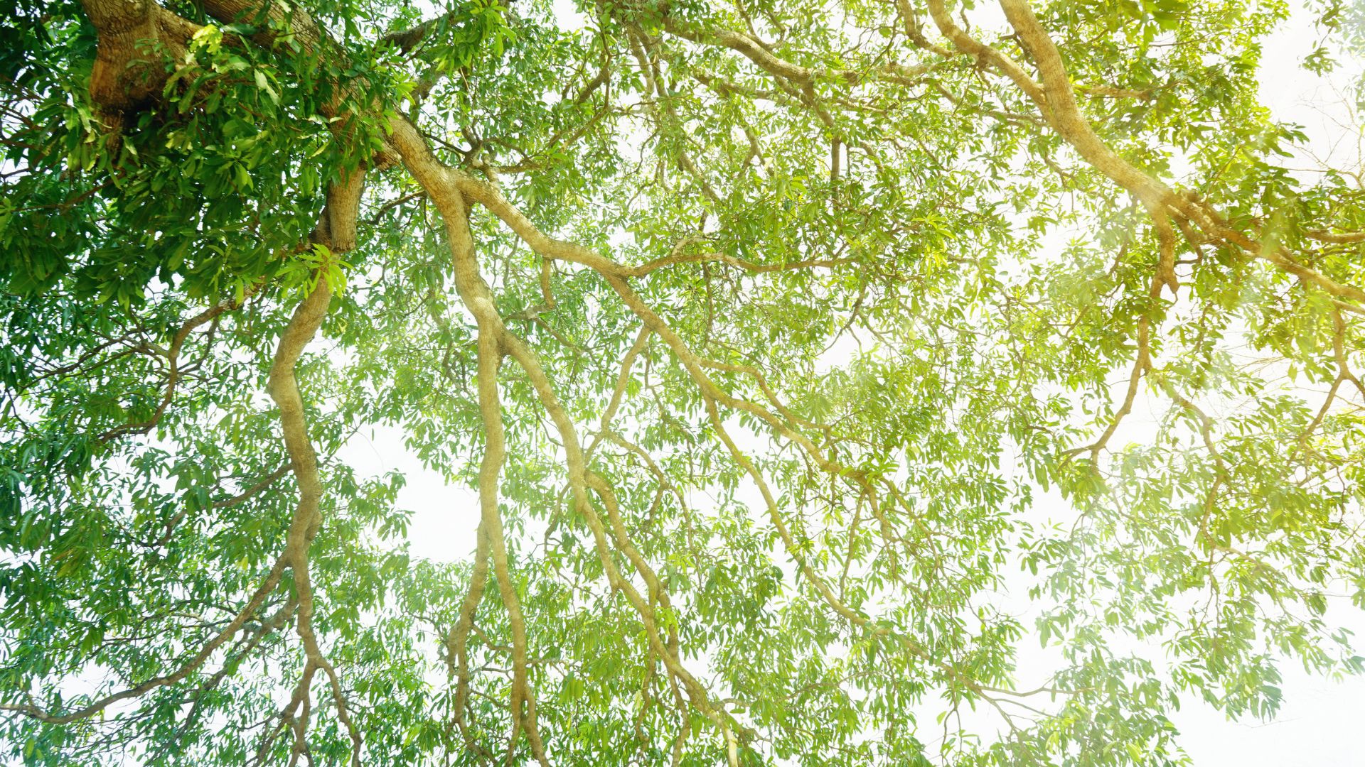 Sustainability